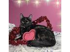 Adopt Bindi a Tortoiseshell American Shorthair / Mixed cat in San Jose