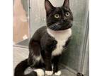 Adopt Tram a All Black Domestic Shorthair / Mixed cat in San Jose, CA (38047439)