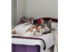 Adopt Tangerine & Cremepuff a Orange or Red Tabby Domestic Shorthair (short