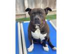 Adopt Thunder a Black - with White American Staffordshire Terrier / American Pit