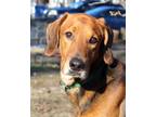 Adopt Hank a Red/Golden/Orange/Chestnut - with Black Foxhound / Mixed dog in