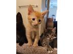 Adopt Jack a Orange or Red Domestic Shorthair (short coat) cat in Weatherford