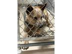 Adopt Jesse a Tricolor (Tan/Brown & Black & White) Blue Heeler / Mixed dog in