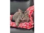 Adopt Lana a Brown Tabby Domestic Shorthair (short coat) cat in Monroe