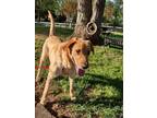 Adopt Waylon a Red/Golden/Orange/Chestnut Labrador Retriever / Mixed dog in