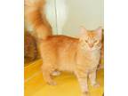 Adopt Gordi a Orange or Red Tabby Domestic Mediumhair (medium coat) cat in