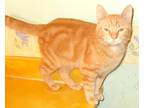 Adopt Gobi a Orange or Red Tabby Domestic Shorthair (medium coat) cat in