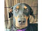 Adopt Axel a Black - with Tan, Yellow or Fawn Doberman Pinscher / Mixed dog in