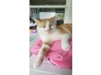 Adopt Gentleman a Orange or Red (Mostly) Domestic Shorthair (medium coat) cat in