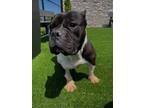 Adopt Simone a Black Bull Terrier / Mixed dog in Matteson, IL (38048531)