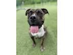 Adopt Junie a Brindle American Pit Bull Terrier / Mixed dog in Independence