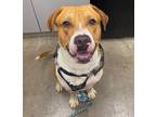 Adopt Bo a Red/Golden/Orange/Chestnut - with White Mixed Breed (Medium) / Mixed