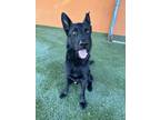 Adopt Sergeant a Black German Shepherd Dog / Mixed dog in Brookfield