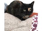 Adopt Checkers a Calico or Dilute Calico Domestic Shorthair (short coat) cat in