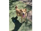 Adopt Titus a Tan/Yellow/Fawn German Shepherd Dog / Mixed dog in Nogales