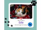 Adopt Echo a Calico or Dilute Calico Domestic Shorthair (short coat) cat in