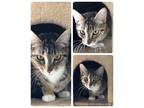 Adopt Mattie a Brown Tabby Domestic Shorthair (short coat) cat in Rock Springs