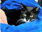 Adopt Flora a Black & White or Tuxedo Domestic Shorthair (short coat) cat in