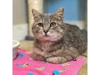 Adopt Mama a Gray or Blue Domestic Shorthair / Mixed cat in Wadena