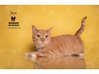 Adopt JAZZ a Orange or Red (Mostly) Domestic Shorthair (short coat) cat in