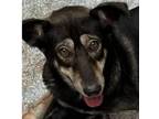 Adopt Michelle a Black Labrador Retriever / Mixed dog in St. Paul, MN (38049832)