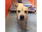 Adopt Dolly a Tan/Yellow/Fawn Pit Bull Terrier / Mixed dog in Edinburg