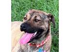 Adopt Brownie a Brindle Boxer / Mountain Cur / Mixed dog in Bothell
