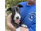 Adopt Dante a Black Mixed Breed (Small) / Mixed dog in Blue Ridge, GA (38116169)