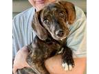 Adopt Beatrice a Brindle Mixed Breed (Medium) / Mixed dog in Blue Ridge