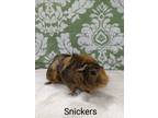 Adopt Snickers a Brown or Chocolate Guinea Pig (short coat) small animal in