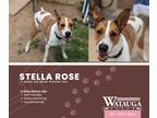 Adopt Stella Rose a Red/Golden/Orange/Chestnut - with White Boxer / Pointer /