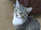 Adopt Lucy a Brown Tabby Domestic Shorthair (short coat) cat in Cedar