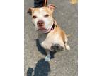 Adopt Cerina a White - with Tan, Yellow or Fawn Pit Bull Terrier / Mixed dog in