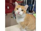 Adopt Pompeii a Orange or Red Domestic Shorthair / Mixed cat in Ridgeland