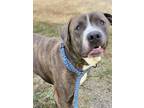 Adopt Presley a Brindle - with White American Pit Bull Terrier / Mixed dog in