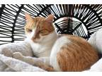 Adopt Omar a Domestic Shorthair / Mixed (short coat) cat in Skippack