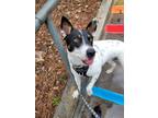 Adopt Robin a White - with Black Cattle Dog / Mixed dog in Los Angeles