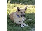 Adopt Cheese a Tan/Yellow/Fawn German Shepherd Dog / Mixed dog in Los Angeles
