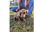 Adopt Jolene a Red/Golden/Orange/Chestnut Beagle / Hound (Unknown Type) / Mixed