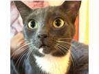 Adopt Marzipan a Gray or Blue (Mostly) Domestic Shorthair cat in Wake Forest