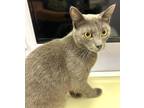 Adopt Mory a Gray or Blue (Mostly) Domestic Shorthair cat in Wake Forest