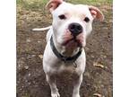 Adopt Spike a White American Staffordshire Terrier / Mixed dog in Brockton