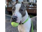 Adopt Cedar a Brindle Pit Bull Terrier / Mixed dog in Philadelphia