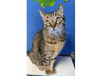 Adopt Bugatti a Brown or Chocolate Domestic Shorthair / Domestic Shorthair /