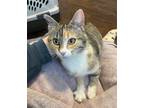 Adopt Daisy a Calico or Dilute Calico Domestic Shorthair (short coat) cat in