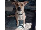 Adopt Charlie a Red/Golden/Orange/Chestnut - with White Mixed Breed (Medium) /