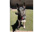 Adopt MICHI a Black - with Tan, Yellow or Fawn German Shepherd Dog / Mixed dog
