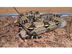 Adopt Garbanzo a Snake reptile, amphibian, and/or fish in Redmond, WA (38202027)