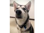 Adopt VERMAX a Husky / Mixed dog in Redmond, WA (38257374)
