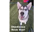 Adopt ARRAX a Husky / Mixed dog in Redmond, WA (38257373)